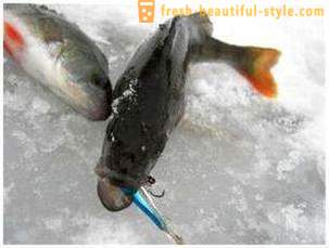 Vissen op de rocker in de winter. vistechniek op de evenwichtsbalk