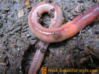 Hoe maak je een worm aan een haak spies. Soorten wormen en hun methodes van bevestigingshaken