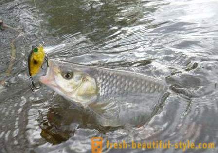 Chub vissen: manieren aas. Catching kopvoorn zomer